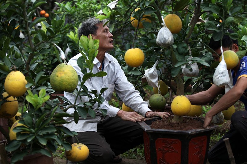 Vườn[-]cây[-]cảnh[-]độc[-]nhất[-]đất[-]Hà[-]Thành